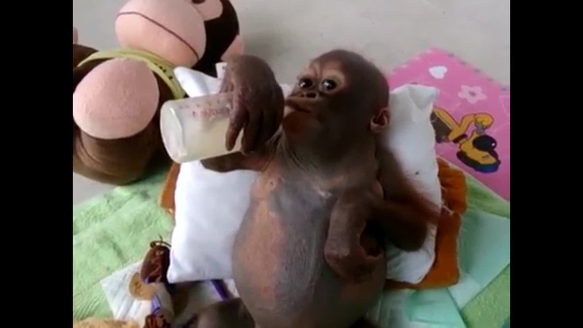 Indonesia: This baby orangutan drinking milk will make you BEAM