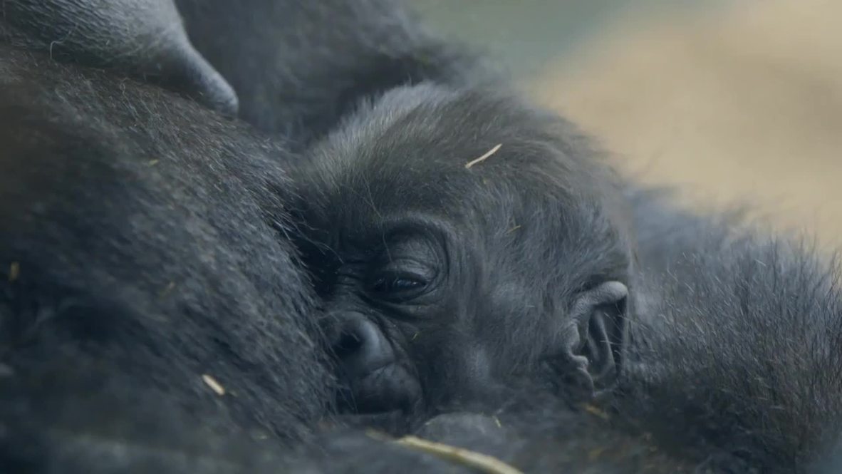 USA: Too cute! BABY GORILLA is a fuzzy ball of charm