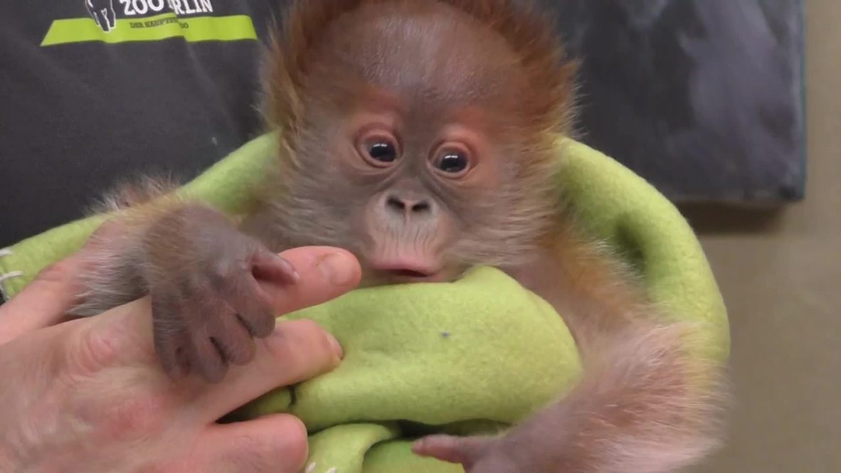 Germany: Meet Rieke, the ABANDONED baby orangutan