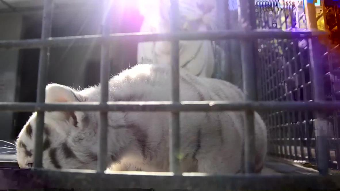 Argentina: See these RARE white tigers make public debut