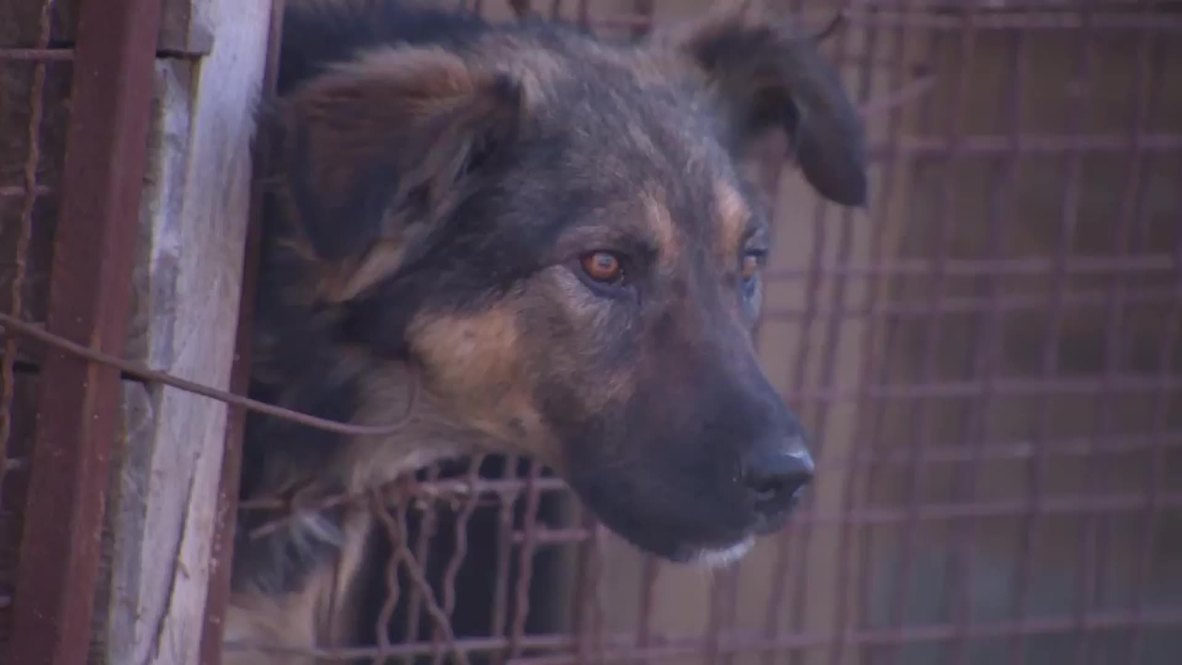 Ukraine: The hounds of war! The Donetsk dogs rendered homeless by shelling