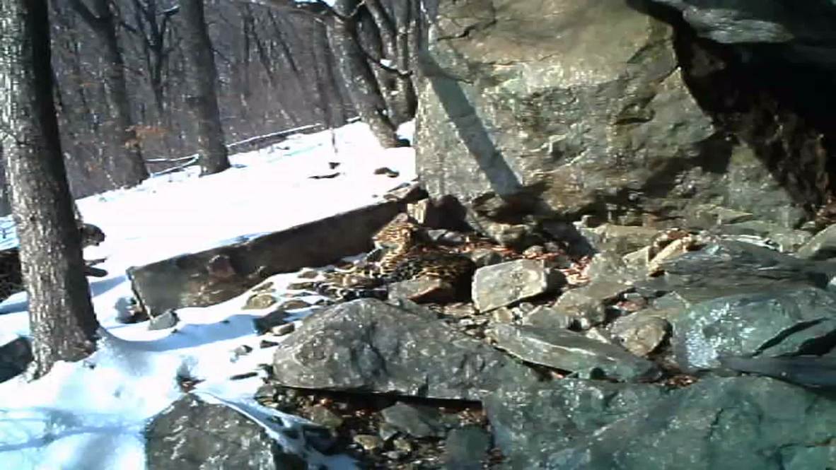 Russia: Unique footage of Amur leopards' mating ritual | Video Ruptly