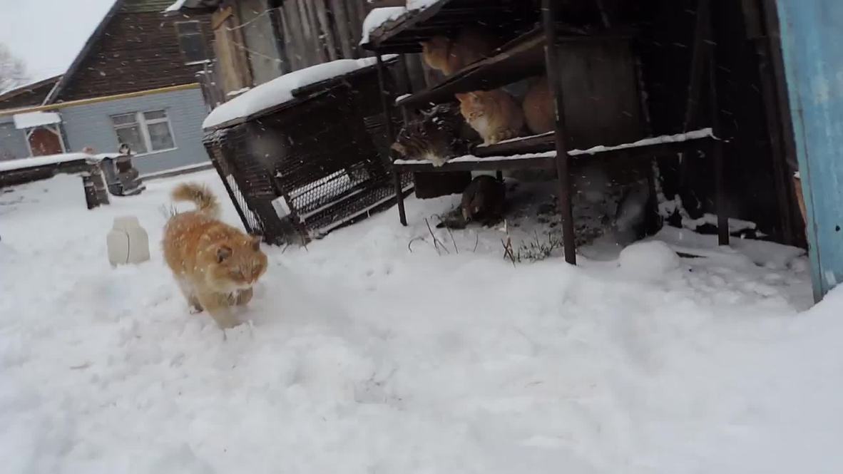 Russia: Meet the photogenic Siberian felines TAKING OVER the internet