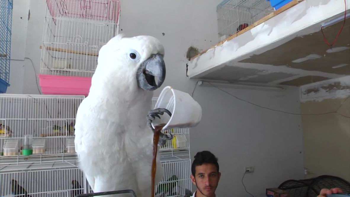 State of Palestine: Meet Gaza’s caffeine-junkie COCKATOOS