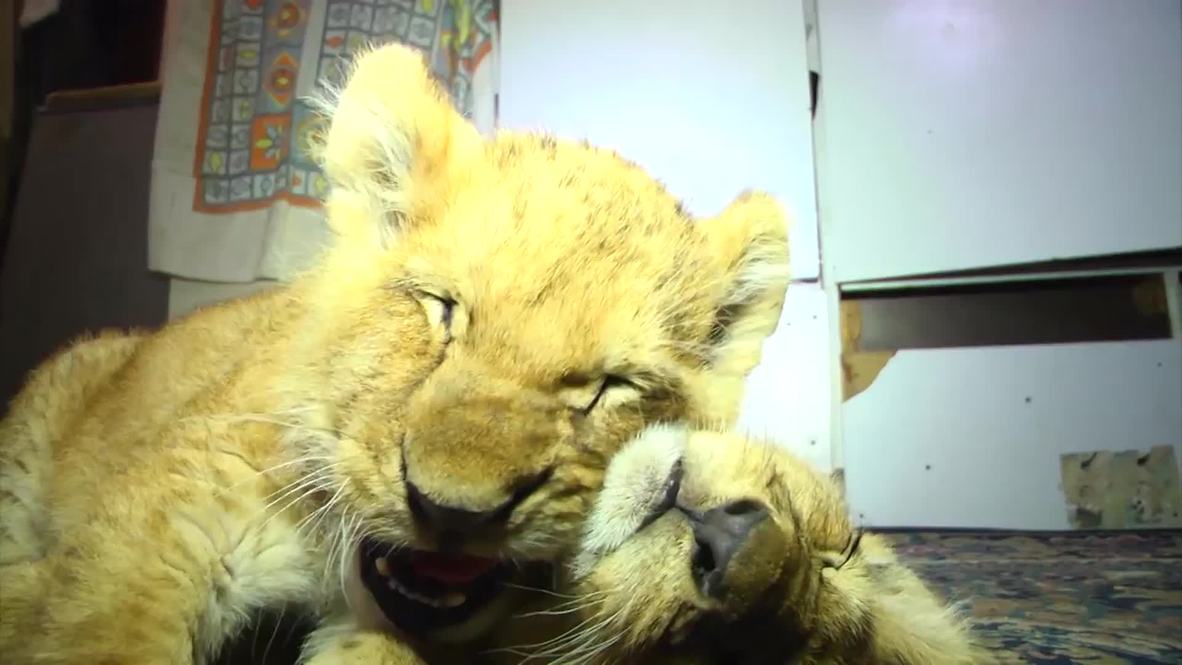 State of Palestine: Gazan pride - two adorable lion cubs join family