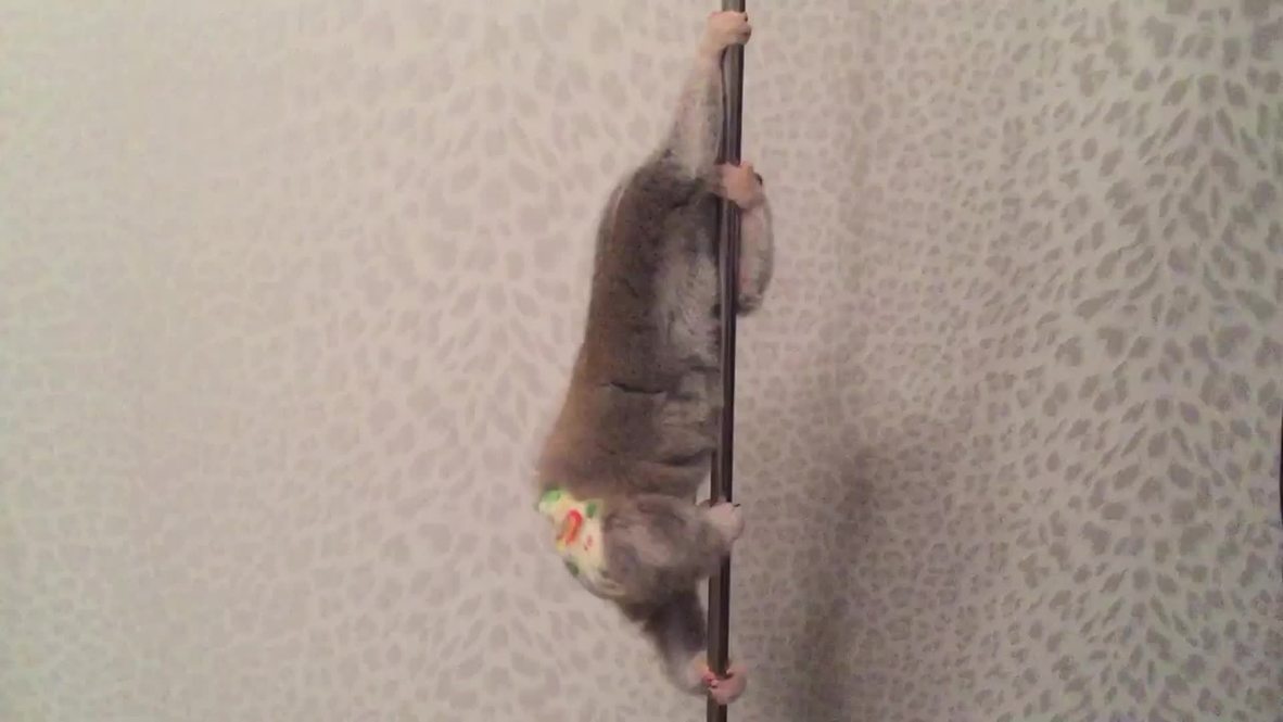 Russia: This poledancing slow loris may be the cutest thing you'll see all day!