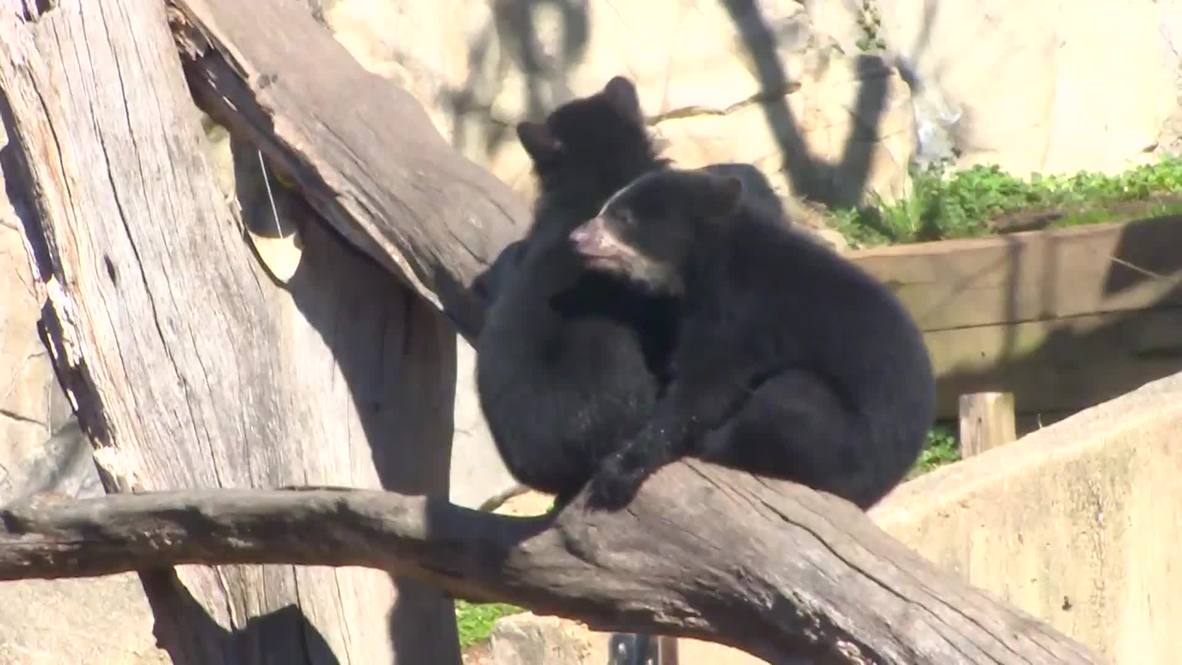 USA: Meet these un-BEAR-ably cute cubs on their DC zoo debut