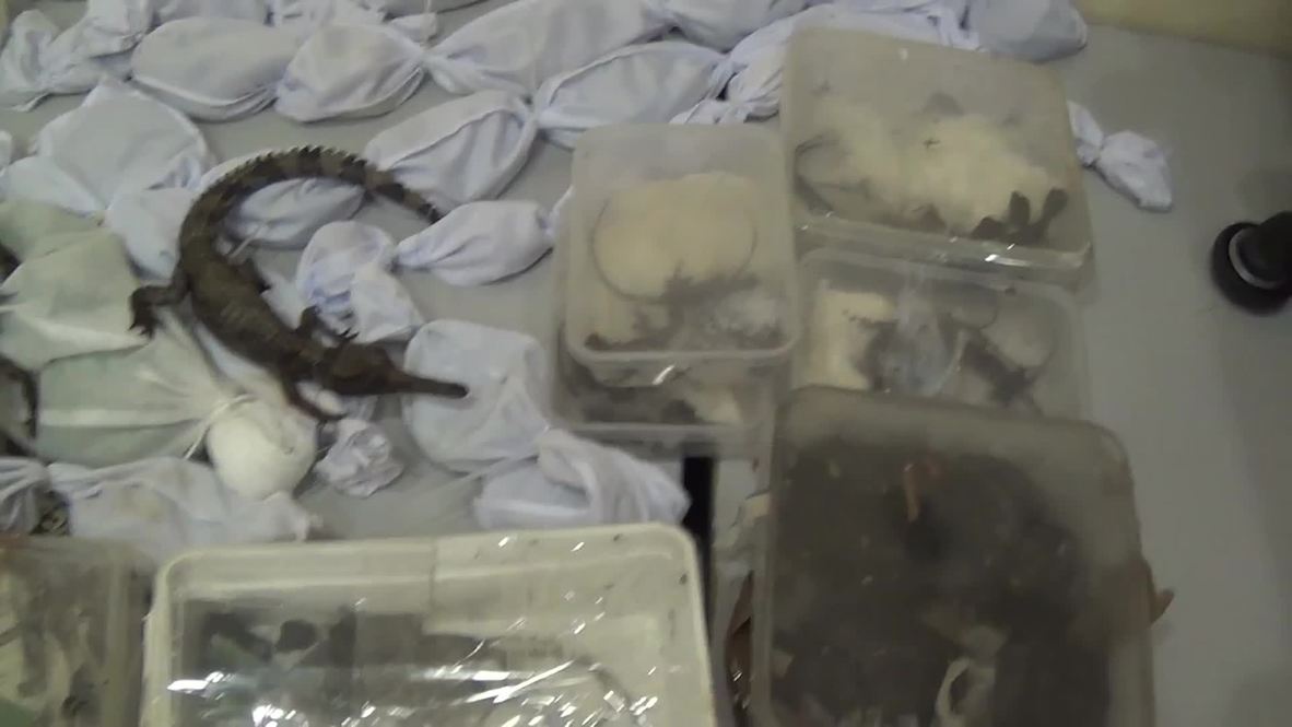 Russia: Man tries to bring SNAKES, CROCODILES, LEOPARD into Moscow