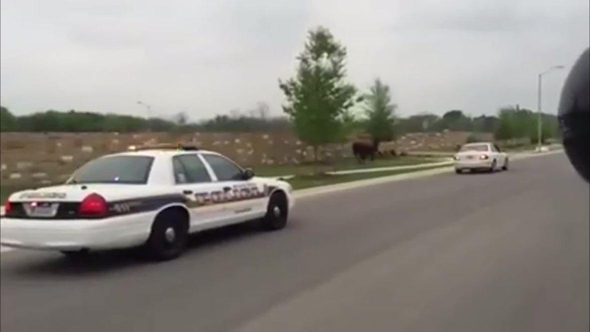 USA: Livestock on the loose! See BUFFALO chased by police