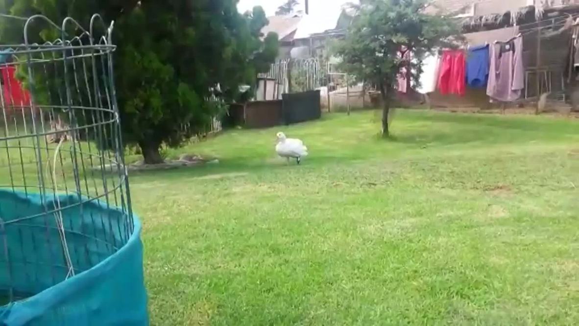 South Africa: Ozzie the goose gets a new prosthetic leg