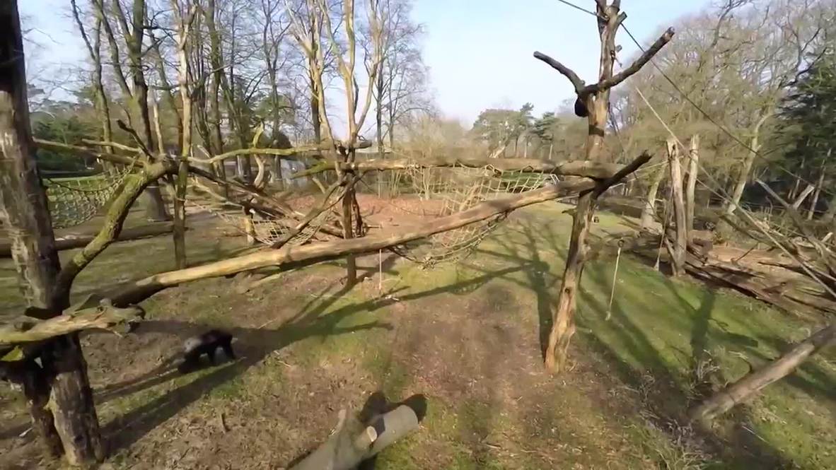 Netherlands: See CHIMP swat drone from the skies with tree branch