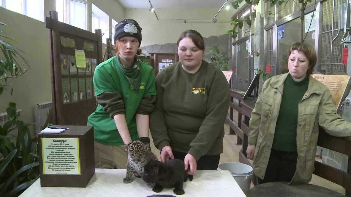 Russia: See these two super cute baby jaguars for first time EVER