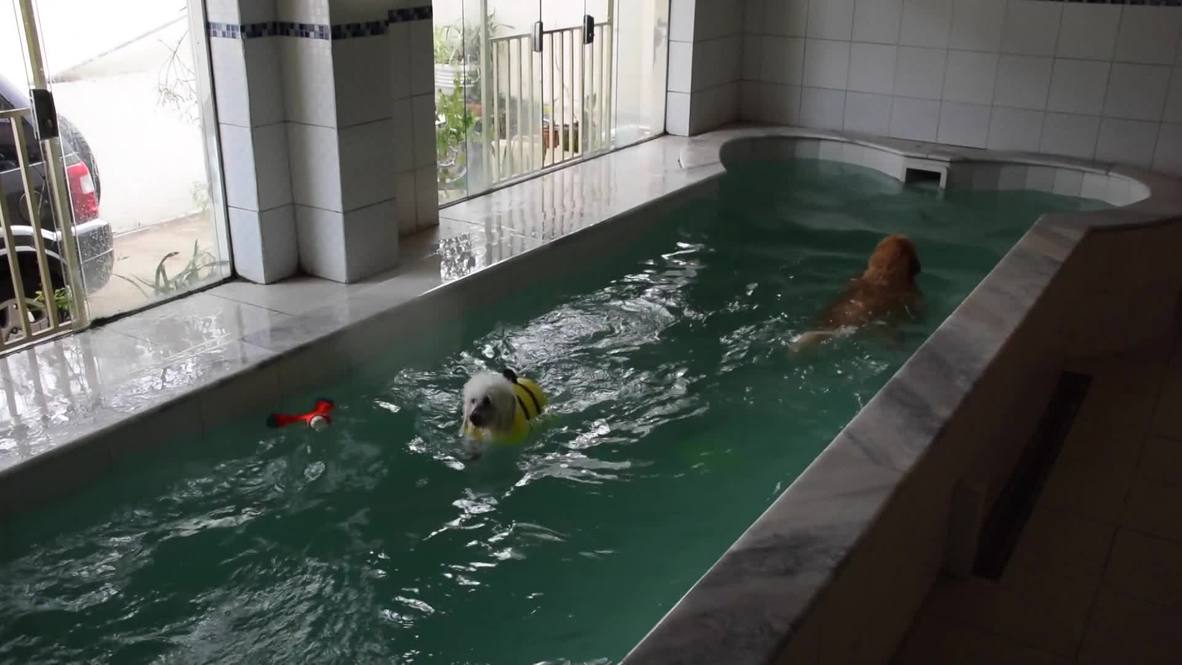 Brazil: It's a dog's life at canine kindergarten in Sao Paulo
