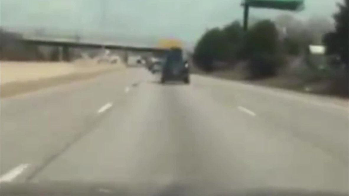 USA: Police seize puppies dangerously attached to car roof