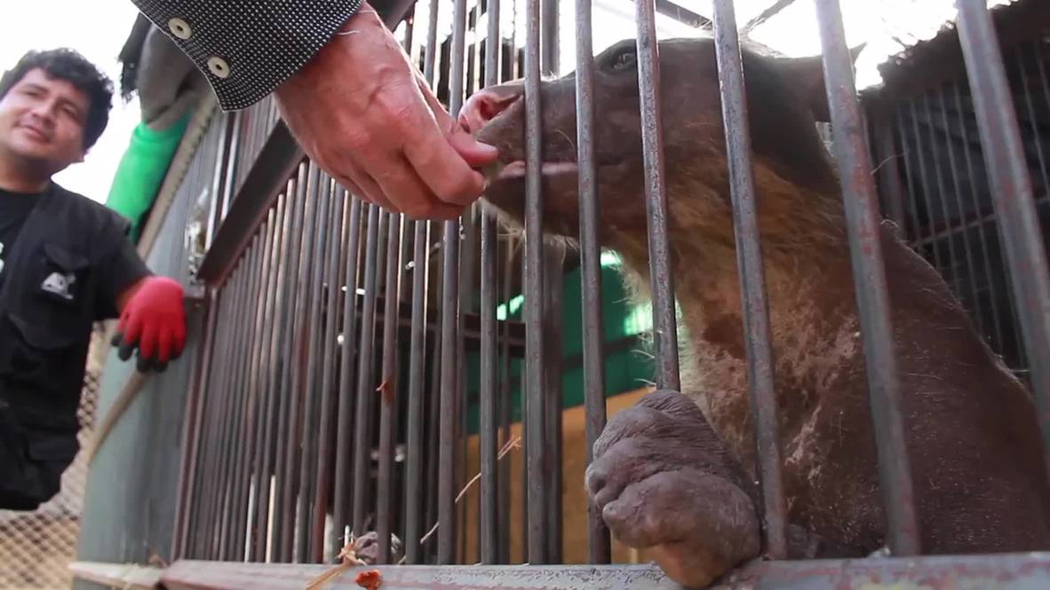 Peru: The story of this bald Andean bear will move you to tears