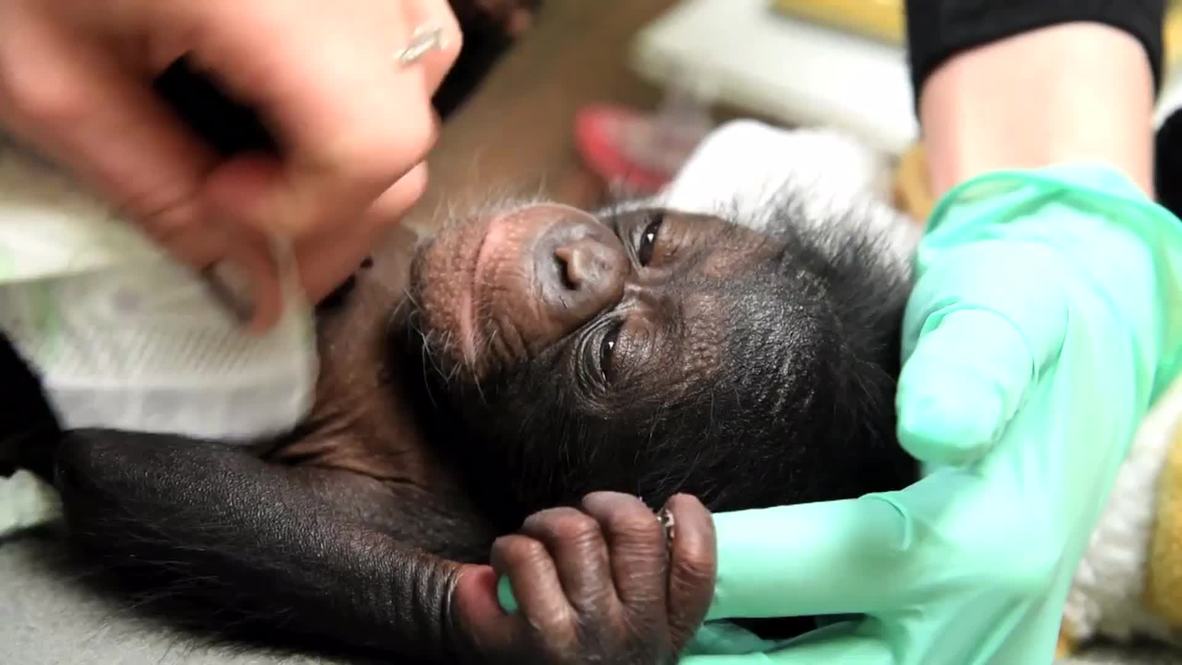 USA: Will the adorable baby chimp Keeva find another mother?