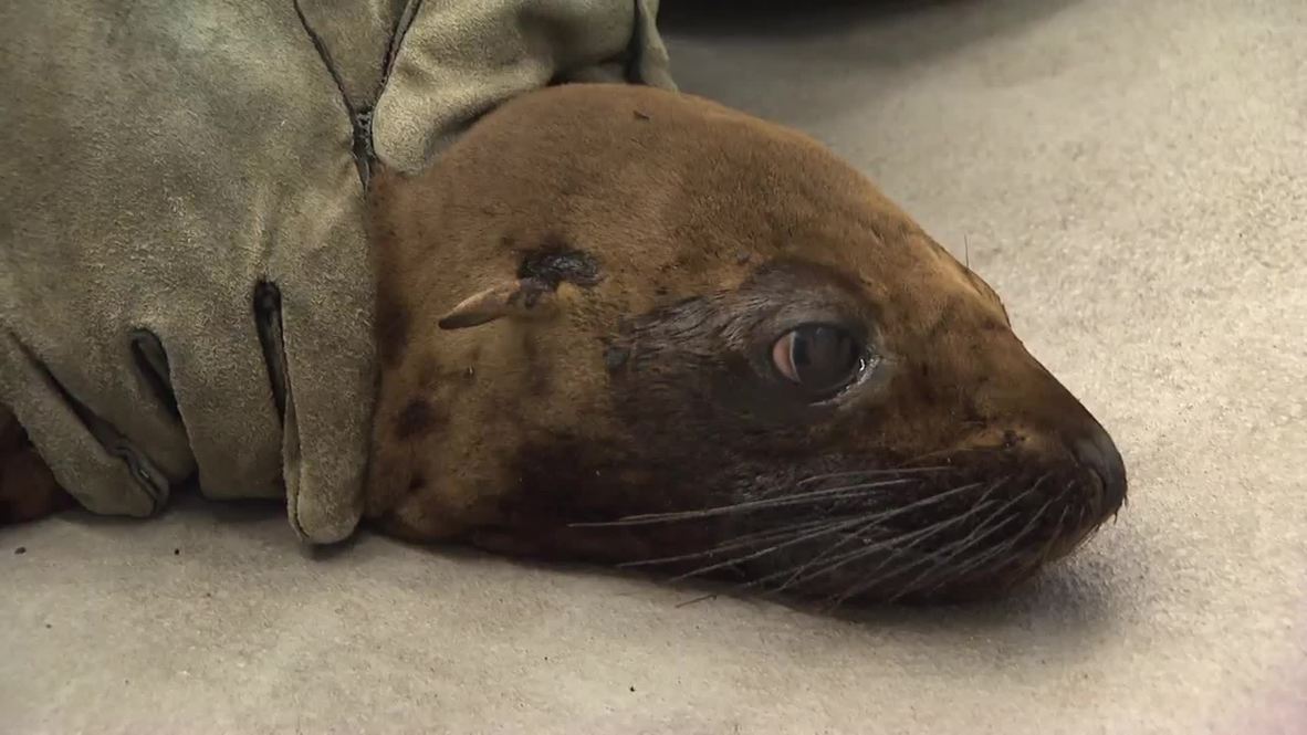 USA: Oiled sea lion gets a clean at SeaWorld care facility