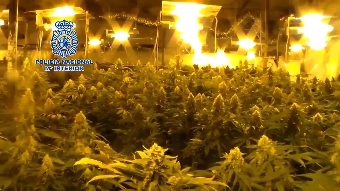 Spain: 340kg of cannabis and three guns uncovered during warehouse raid