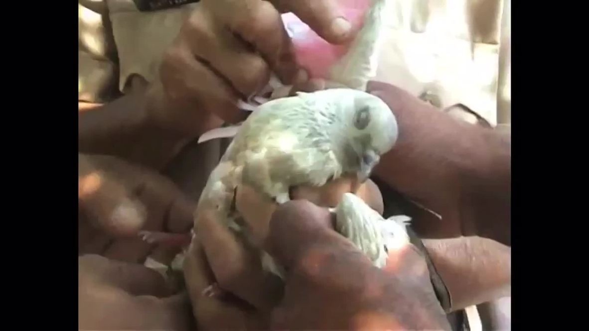 India: This pigeon was just ARRESTED