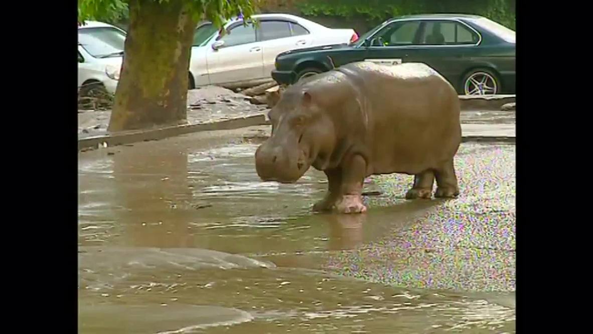 Georgia: Zoo animals roam streets of Tbilisi after deadly floods