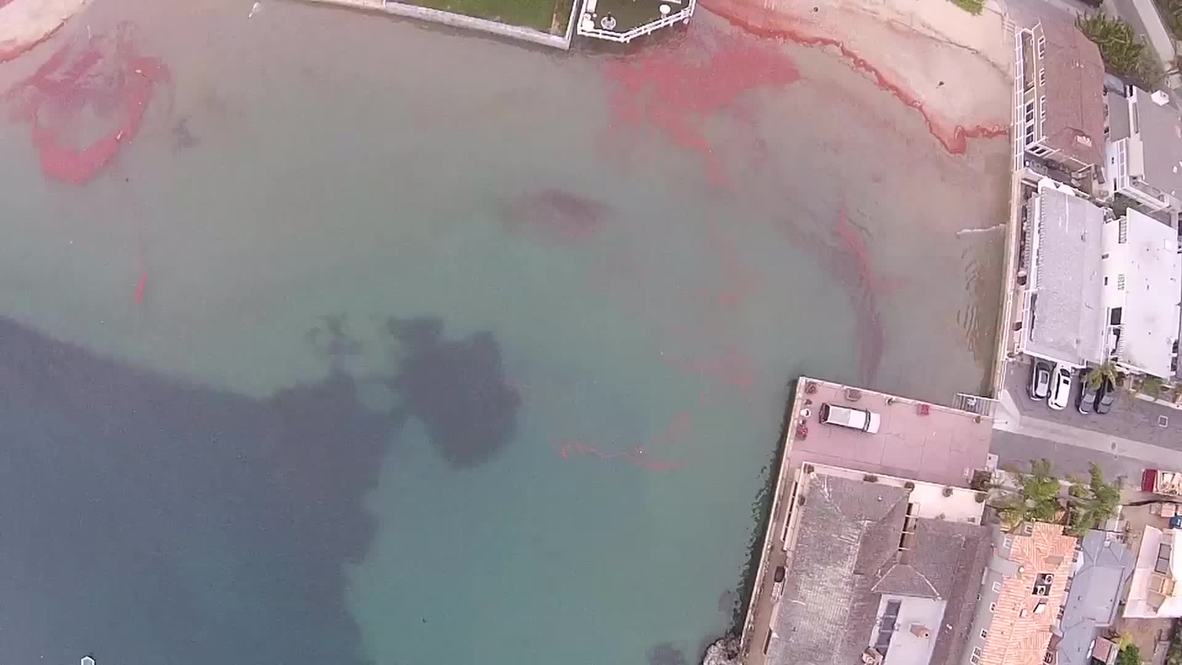 USA: See THOUSANDS of red crabs via drone's-eye-view