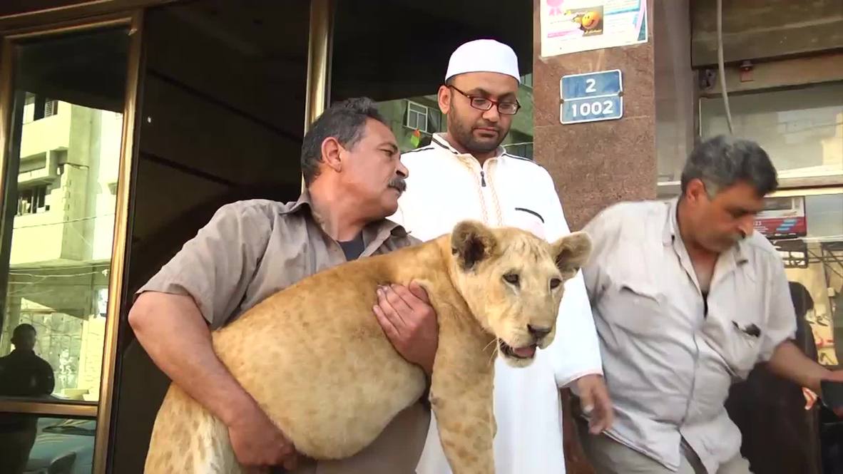 State of Palestine: See how Gazans take their LIONS for a walk!