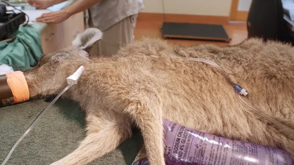 Australia: Kangaroo shot in the HEAD survives