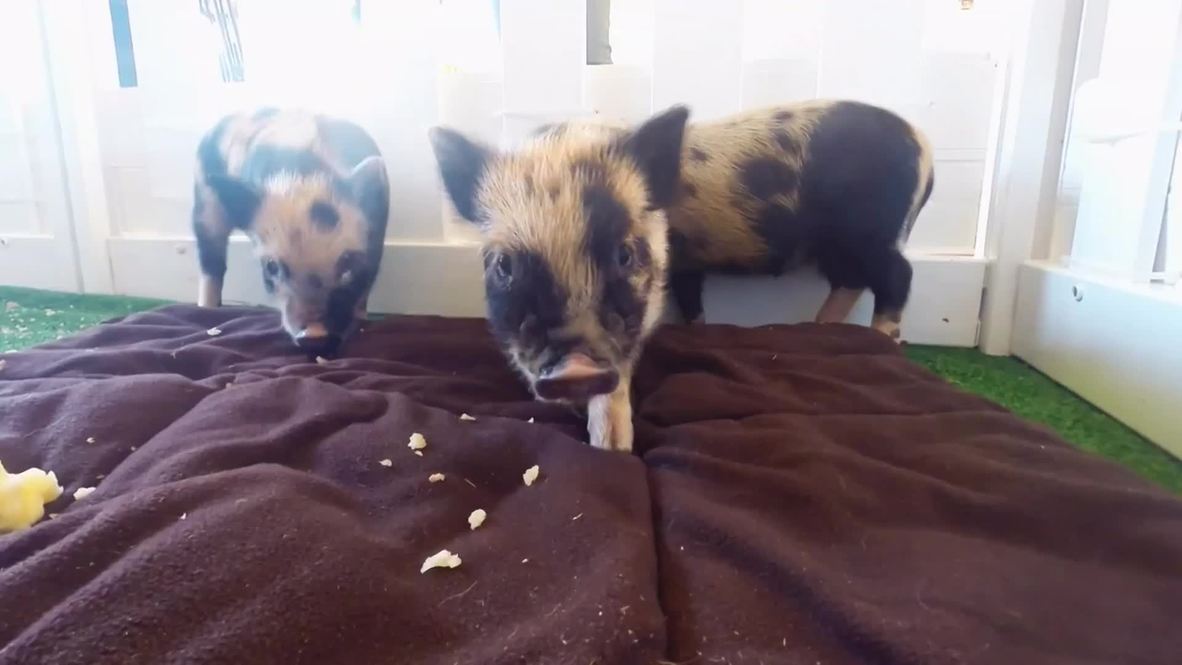 UK: Oink-dorable! Pop-up pig cafe sets up shop in London