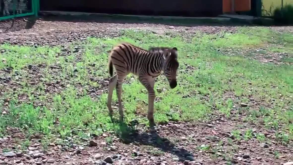 Russia: Two adorable zebra calves make their first public appearance