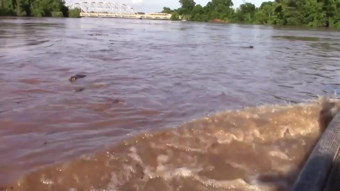 USA: See armadillo get saved from flash floods in Oklahoma