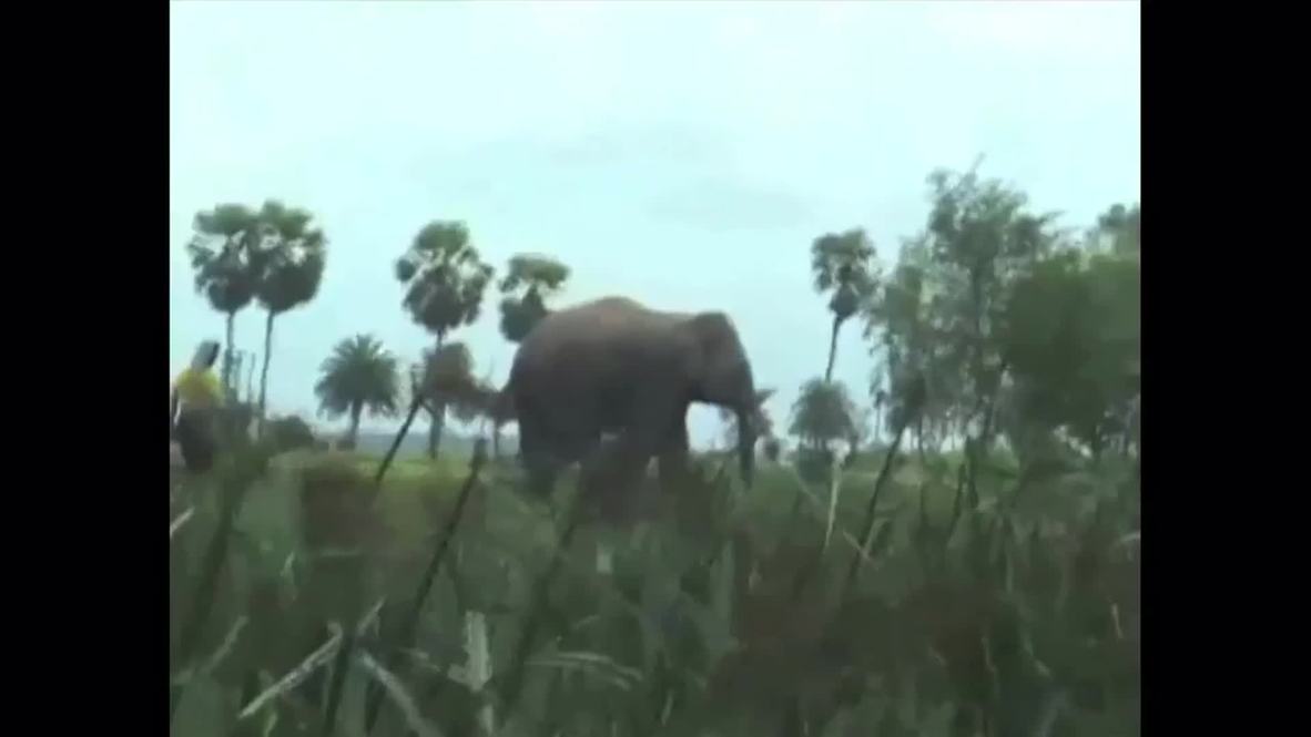 India: Watch elephant ATTACK village, two children injured
