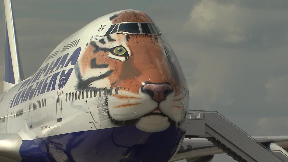 Russia: Endangered Siberian tiger ROARS through the skies on this airplane