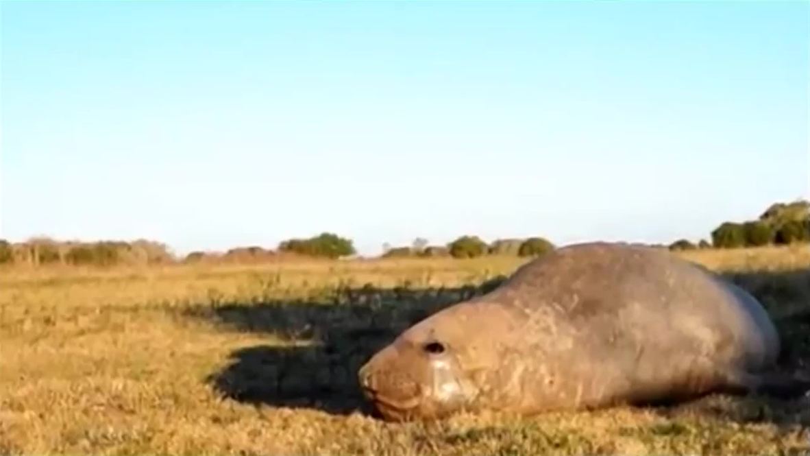 Argentina: MASSIVE elephant seal found chilling... on a FARM!