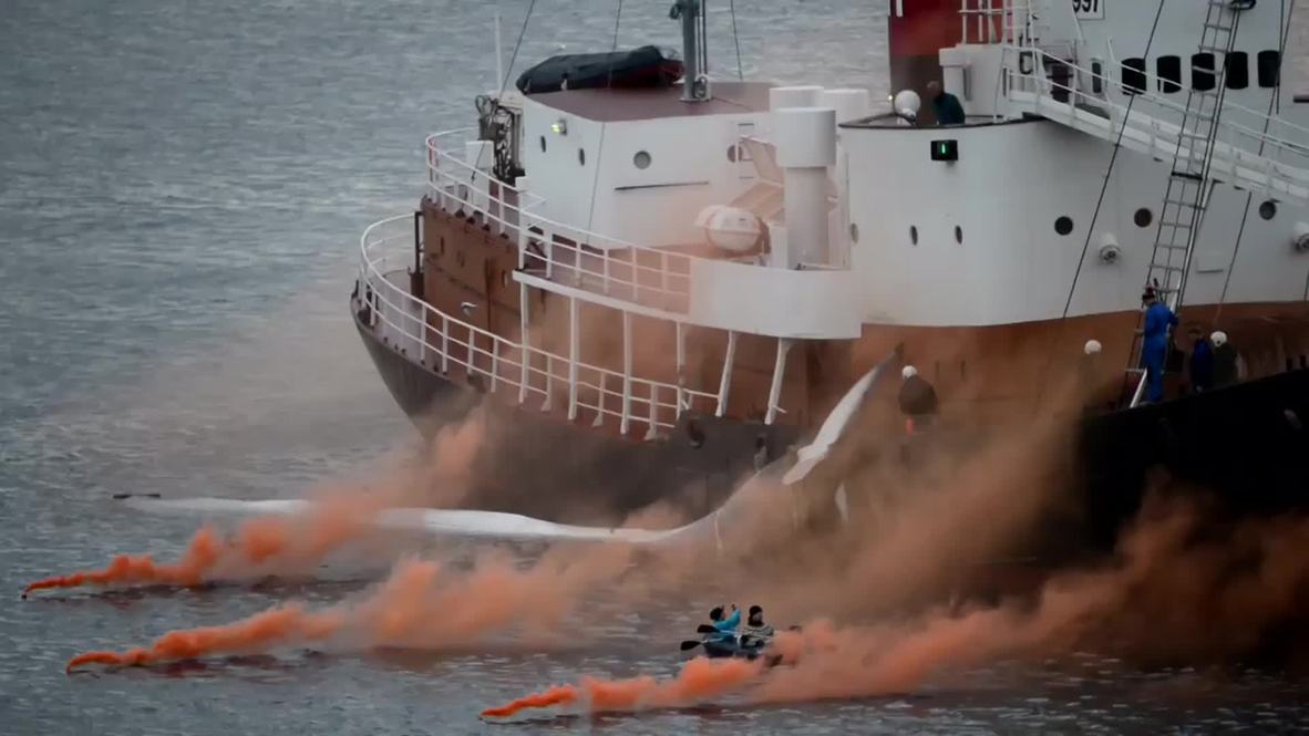 Iceland: Activists ride WHALE carcass in anti-whaling protest