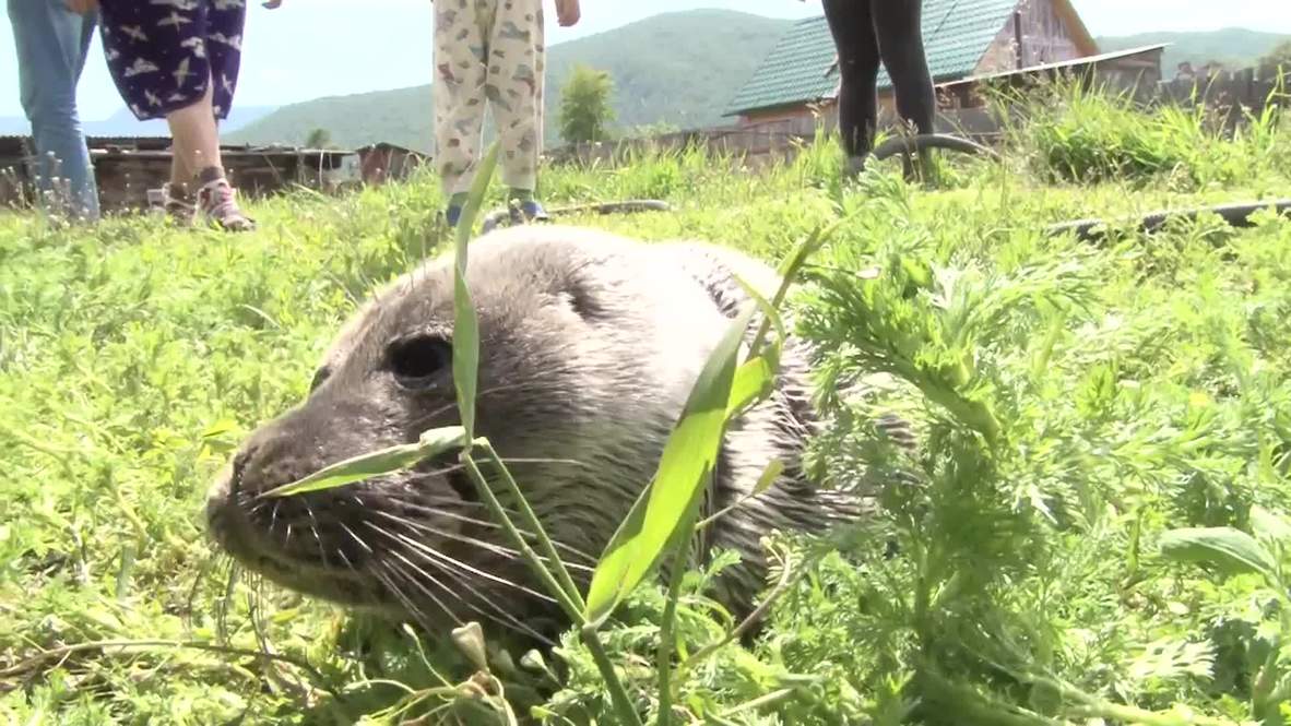 Russia: CUTE seal pup charms Baikal before heading back to the wild