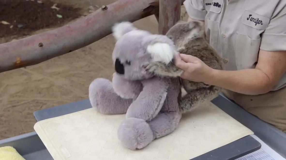 USA: See cute koala joey frolic around at San Diego Zoo
