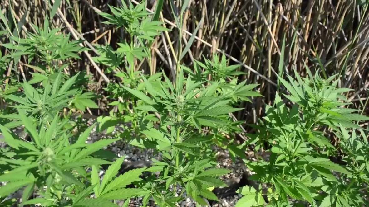 Russia: Crimean police seize $3.5 million worth of marijuana