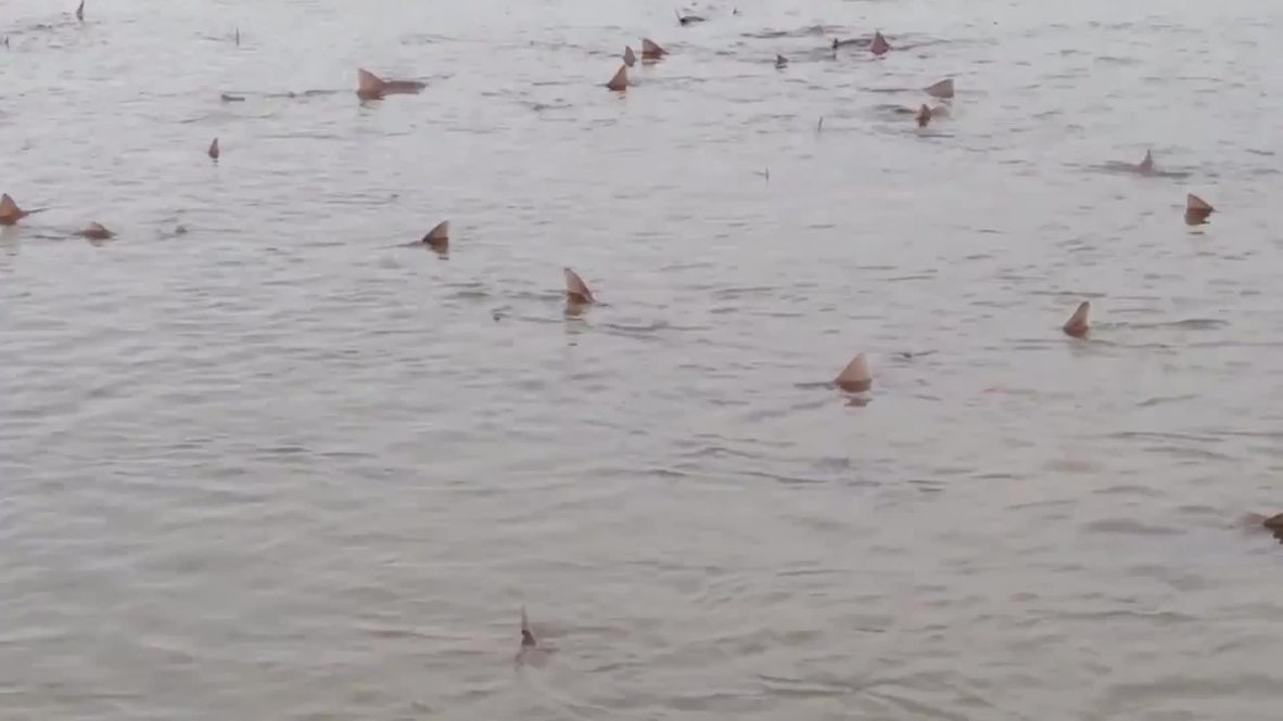 UK: Dozens of sharks spotted swimming in shallow waters near Sussex