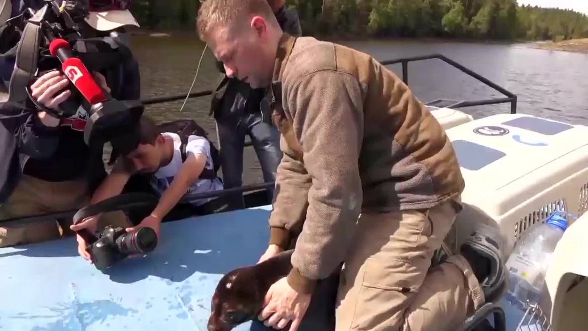 Russia: See super cute seals swim in open water for the first time EVER!