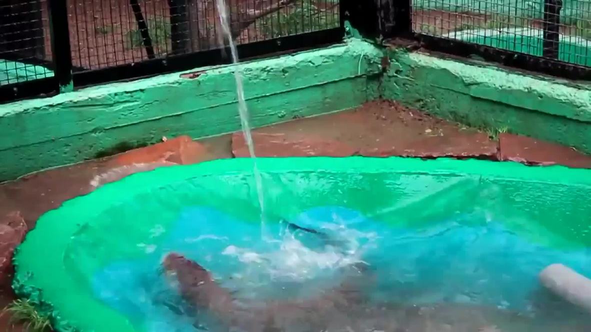Russia: See this cute but mischievous otter get playful at the poolside