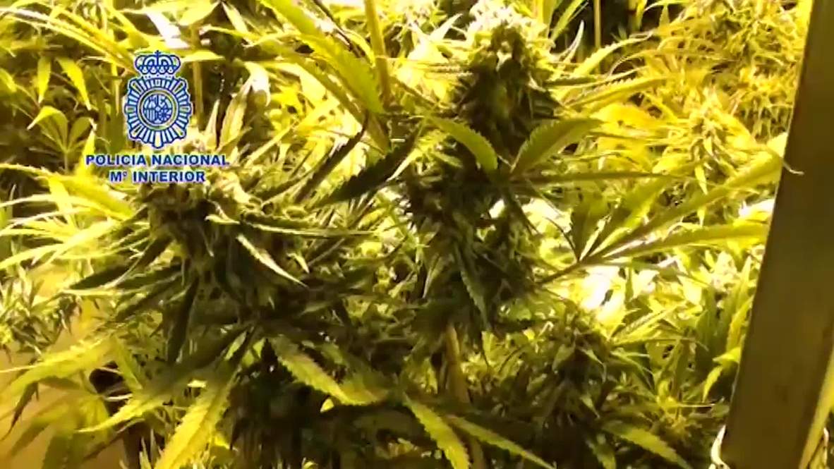 Spain: Crop chopped - police find and seize 1,800 marijuana plants