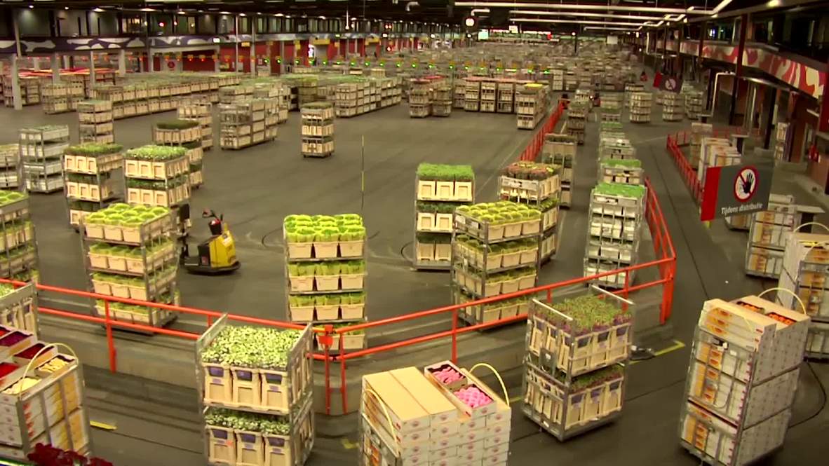 Netherlands: Russian watchdog eyes Dutch flower import ban *ARCHIVE*