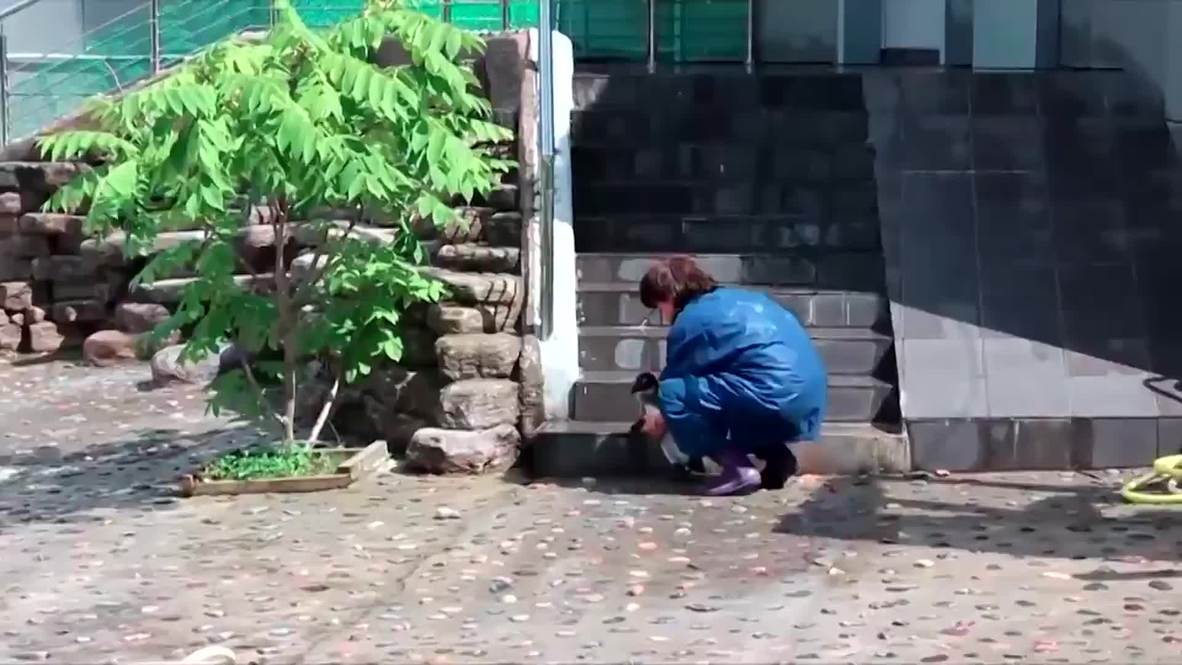 Russia: Meet the new gang of penguins Krasnoyarsk Zoo