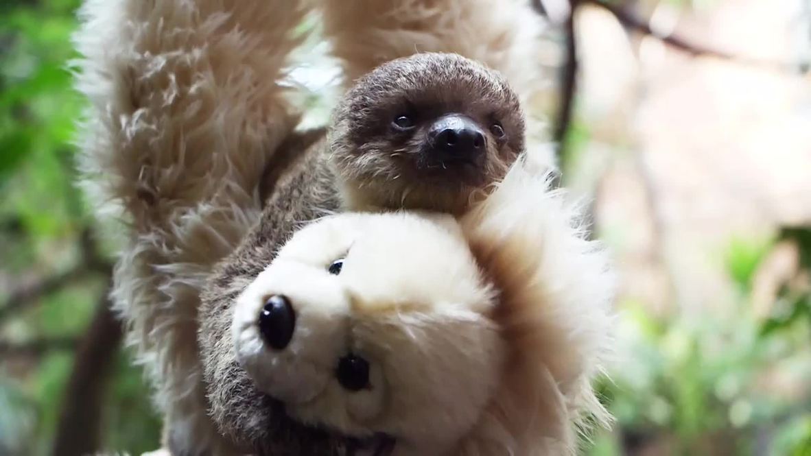UK: Baby sloth cuddles soft toy to build strength after mum stops lactating