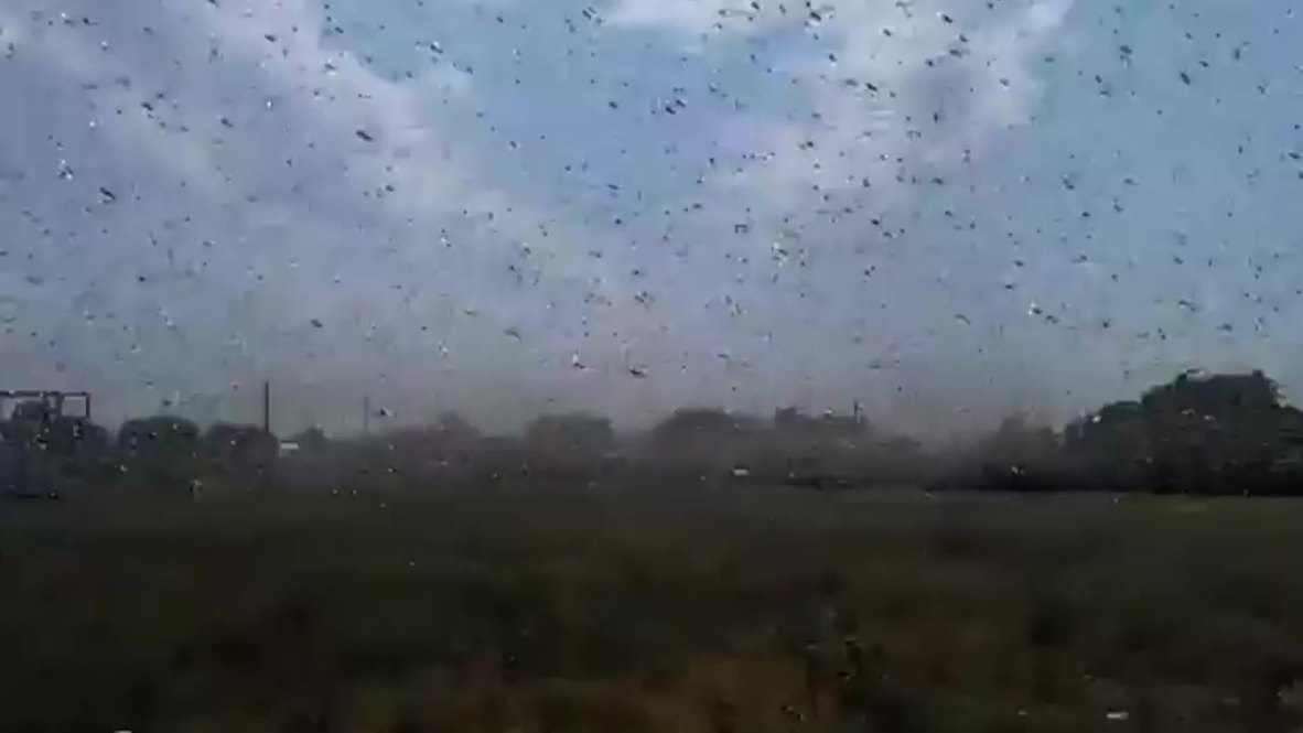 Russia: Plague of locusts descends on Stavropol