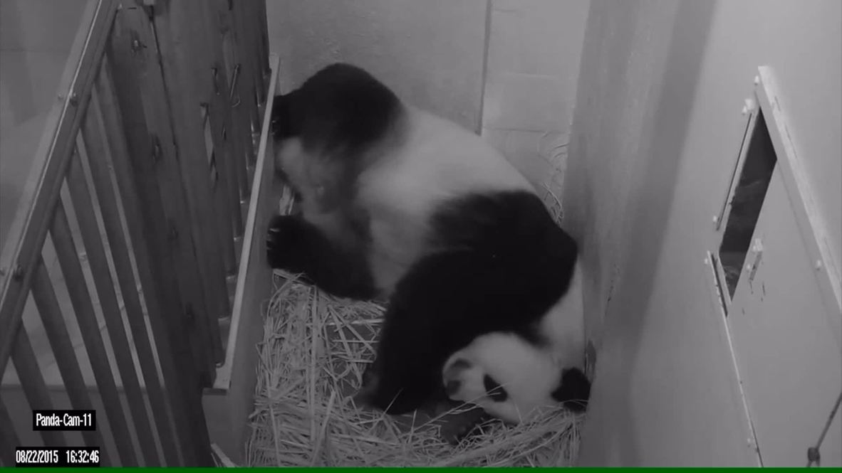 USA: Giant Panda Mei Xiang gives birth at National Zoo