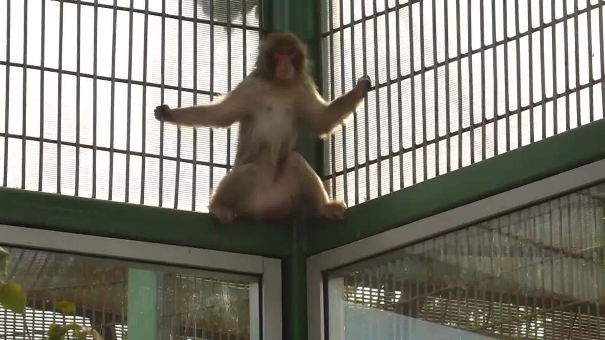 Russia: Meet the new guests of Leningrad Zoo: two Japanese macaque monkeys