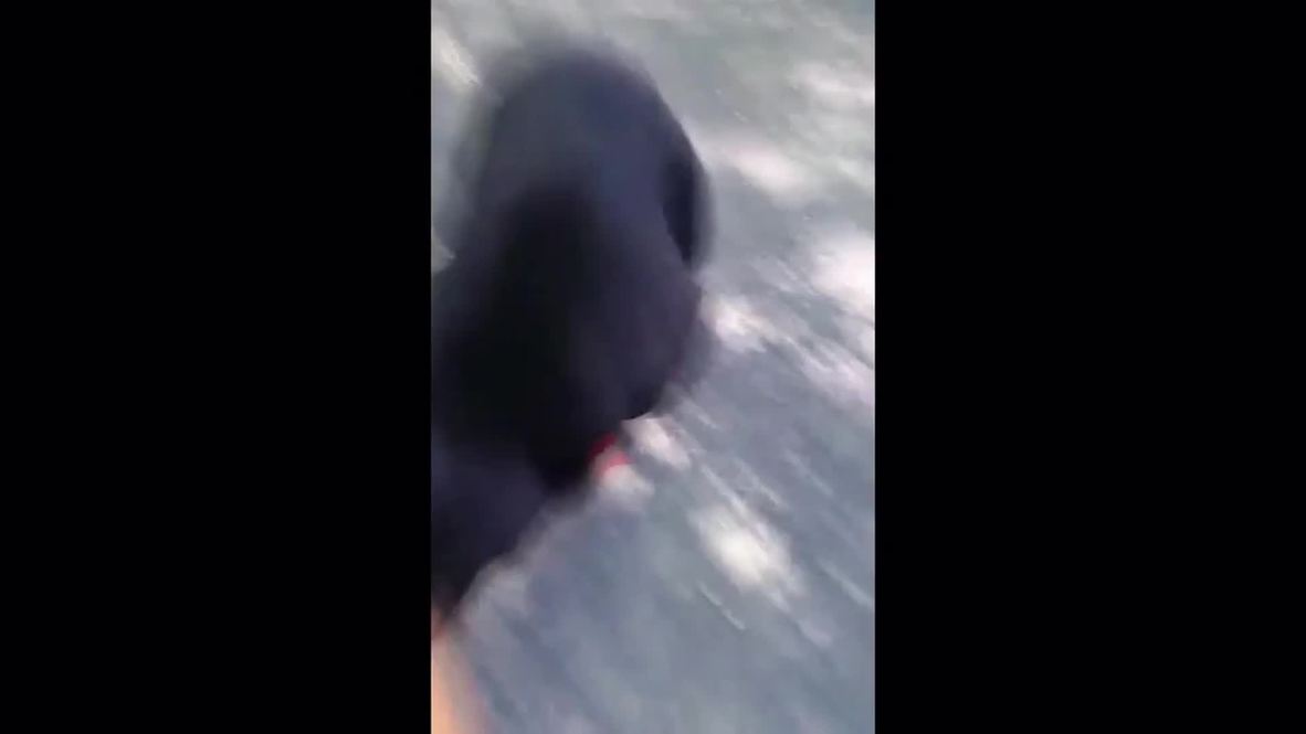 USA: Hiker escapes unharmed after dangerous encounter with black bears