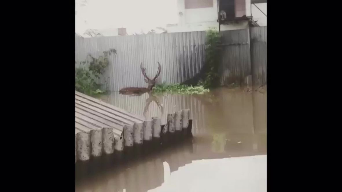 Russia: Zoo animals on the loose after heavy floods hit Ussuriysk