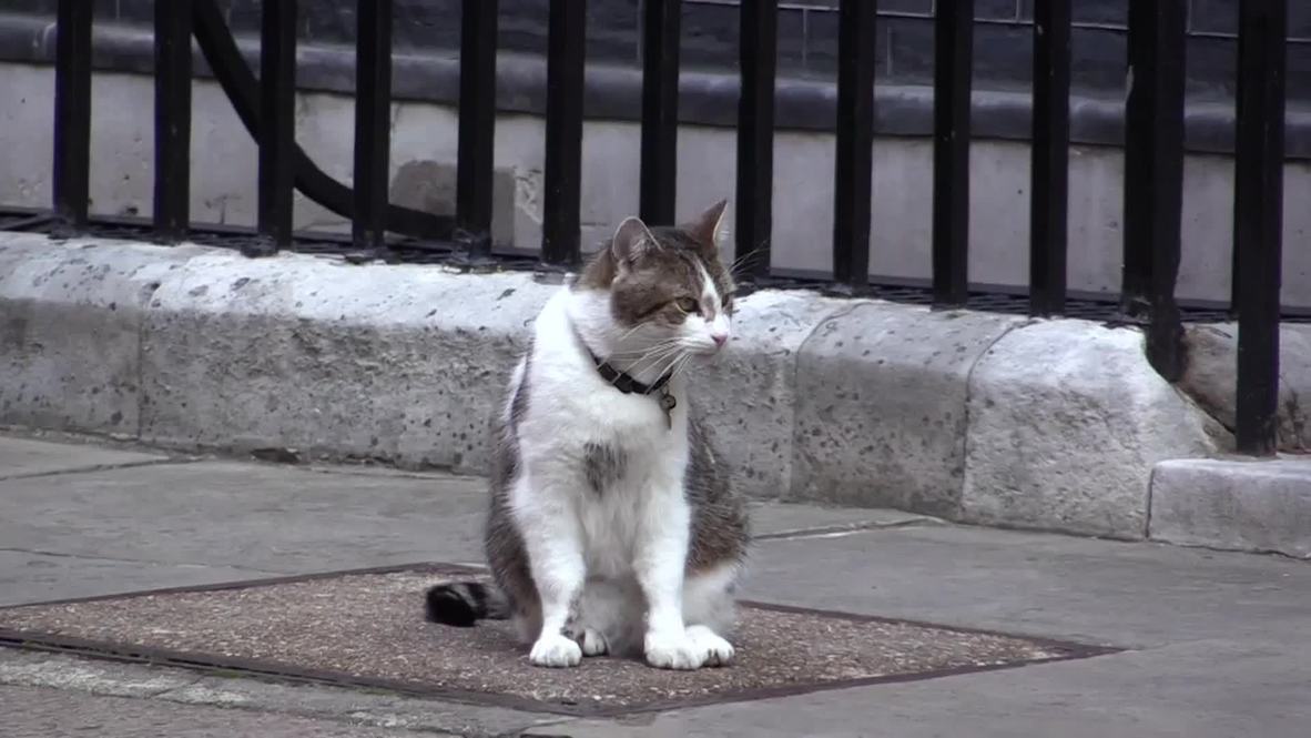 UK: MeeOW! Cameron's cat kicked by cop during Netanyahu visit